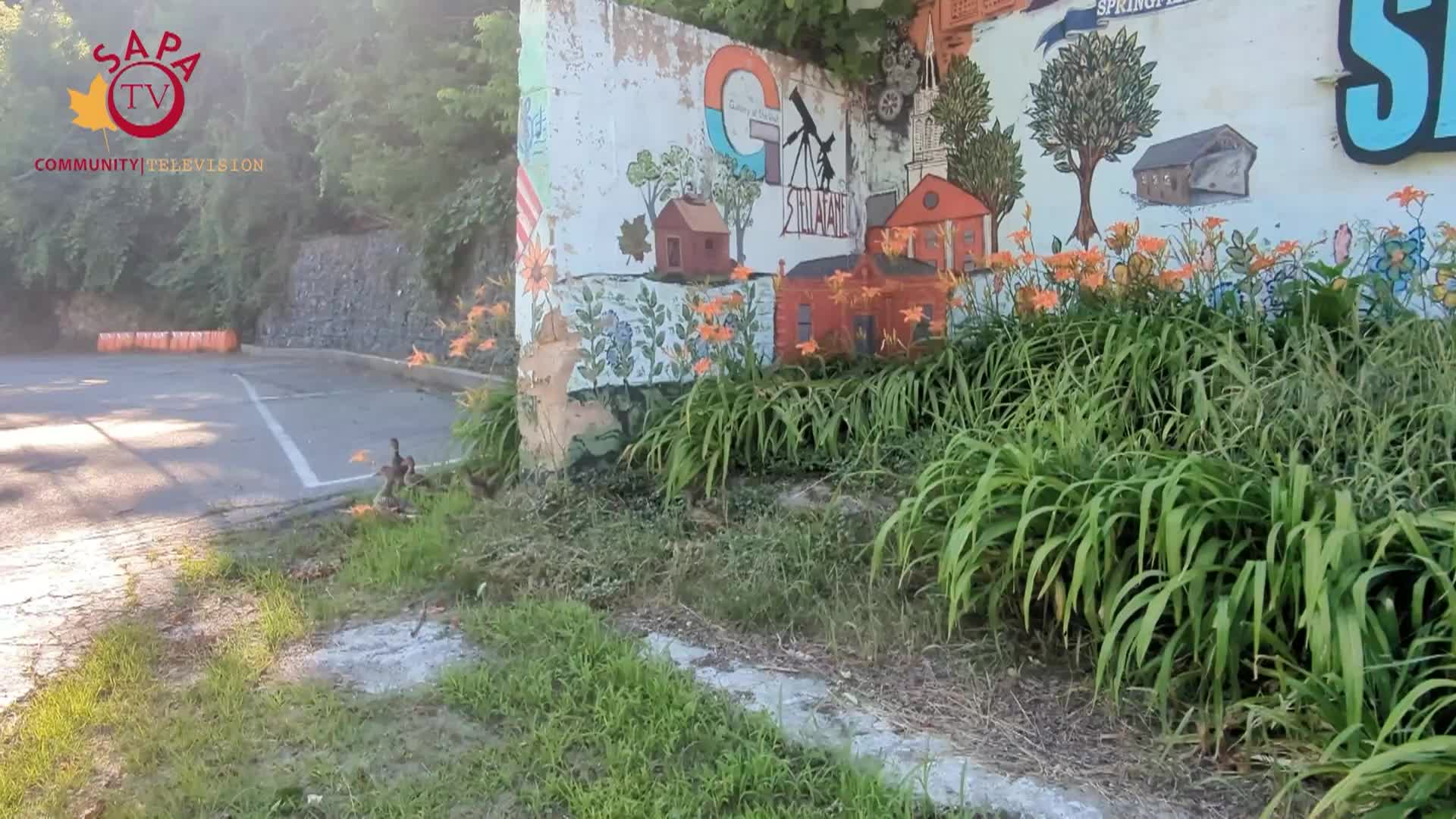 Thumbnail image for Springfield School District Transitional Hearing - 2/5/25