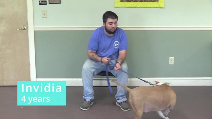 Thumbnail image for Springfield Humane Society - July 2026 Adoptables