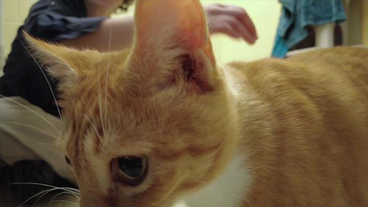 Thumbnail image for Lucy Mackenzie Humane Society - July 2026 Adoptables
