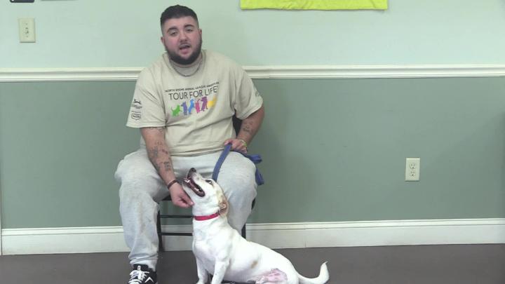 Thumbnail image for Springfield Humane Society - September 2026 Adoptables