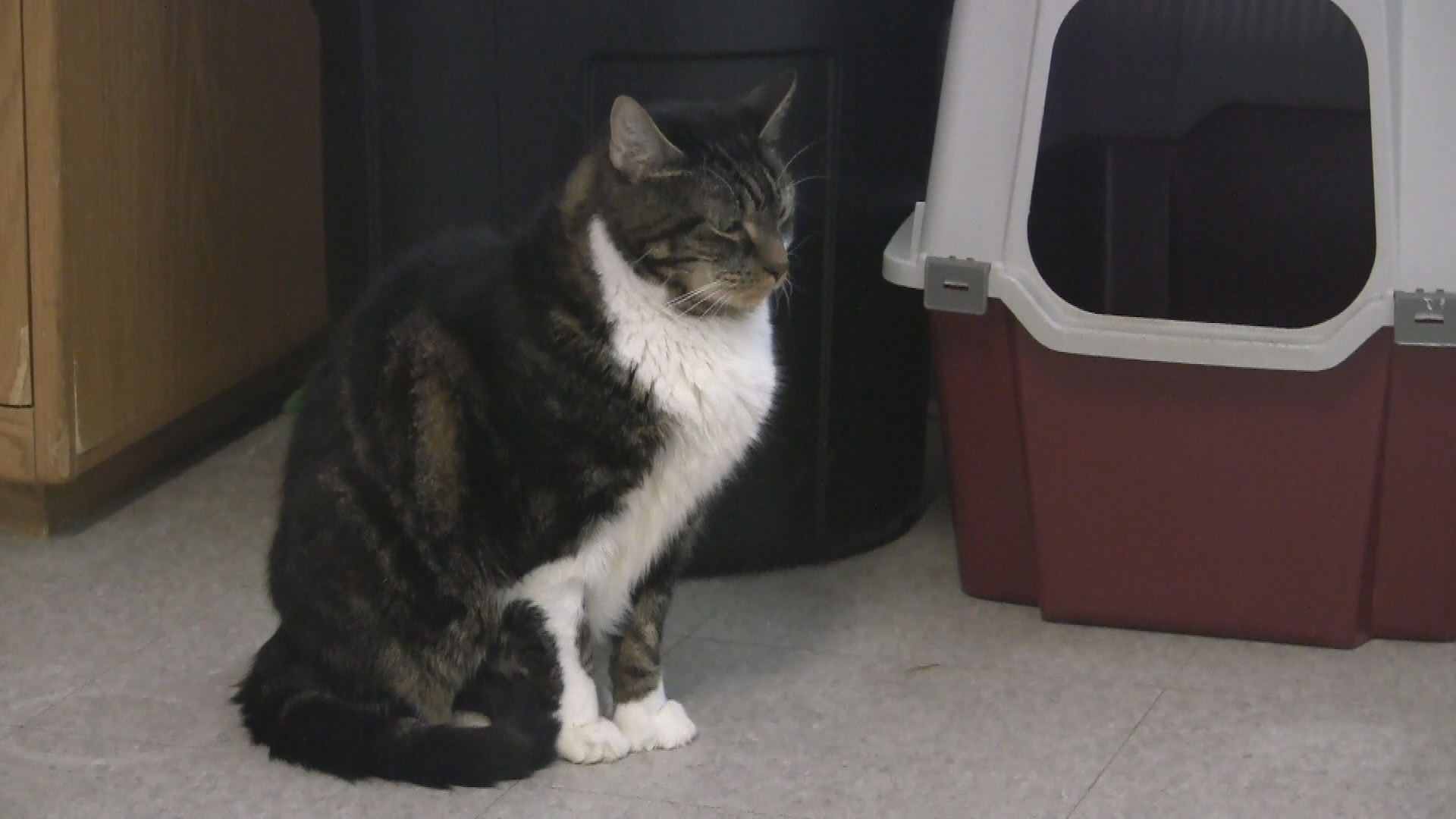 Thumbnail image for Springfield Humane Society - 9-19-14