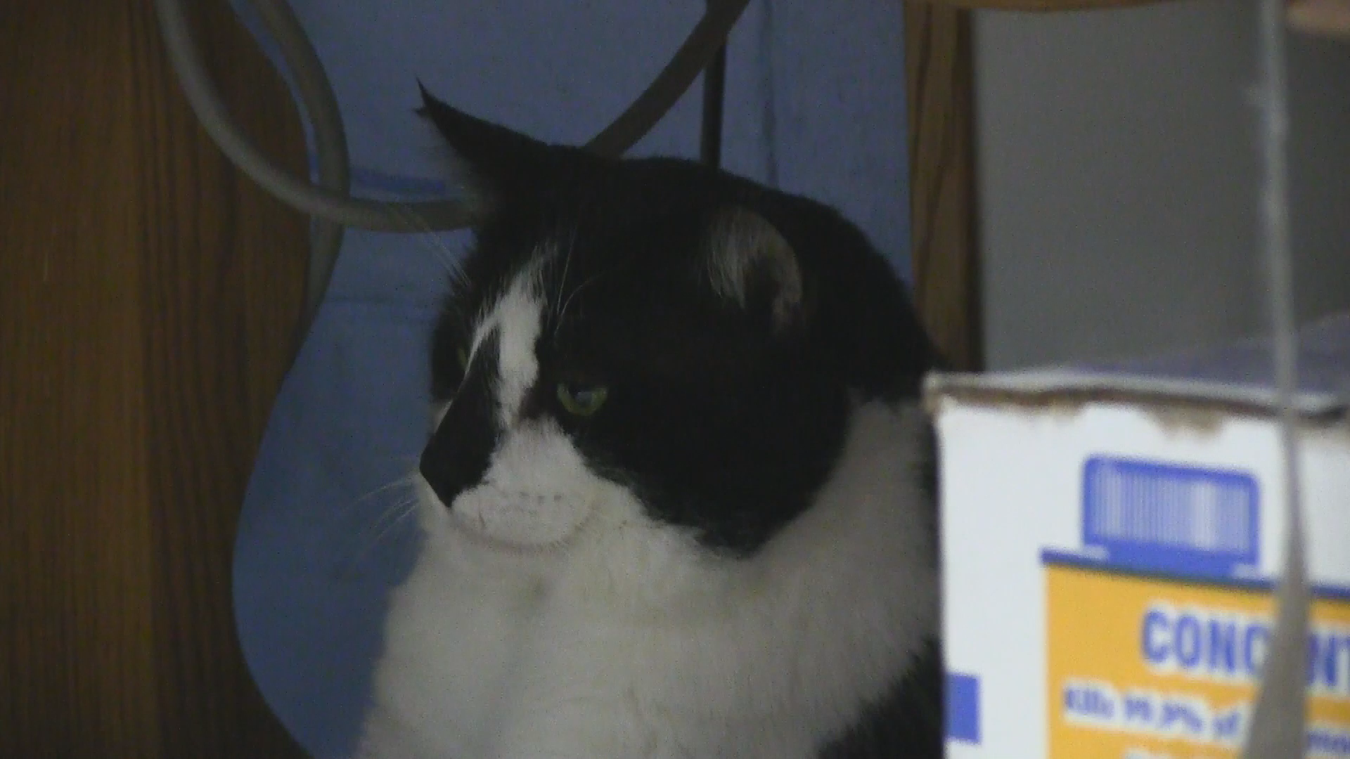 Thumbnail image for Springfield Humane Society - 12-18-14